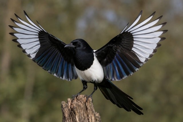Free Magpie Bird photo and picture