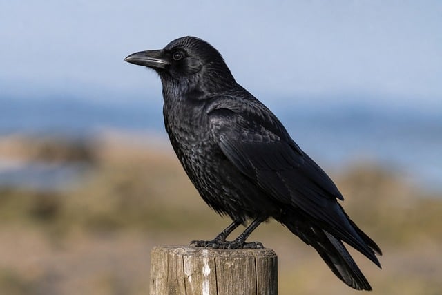 Free Raven Bird photo and picture