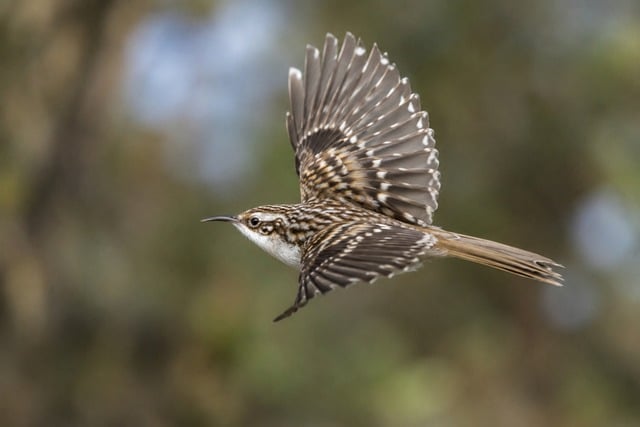 Free Bird Desktop Backgrounds photo and picture