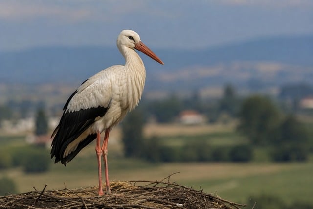 Free Stork Nest photo and picture