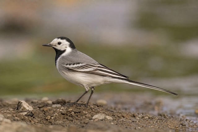 Free Wagtail Bird photo and picture