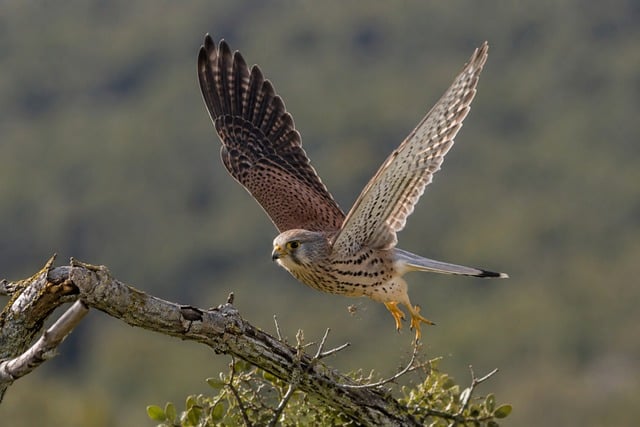 Free Falcon Bird photo and picture