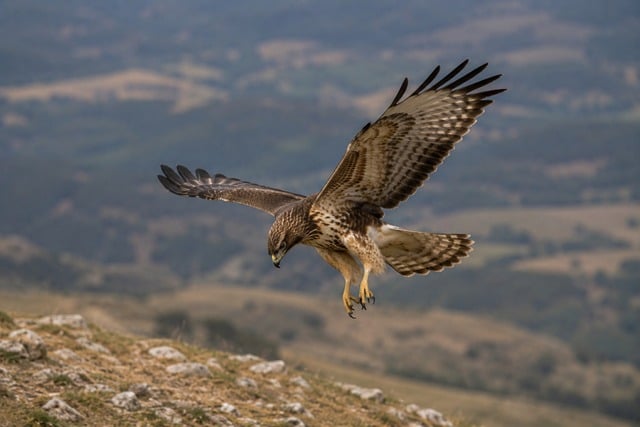 Free Hawk Flying photo and picture