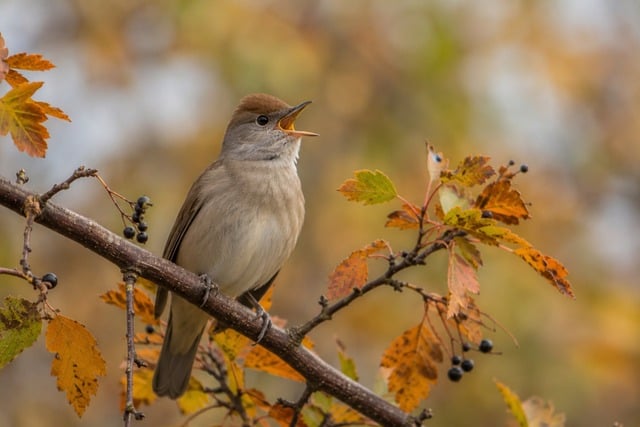 Free Bird 4K Wallpaper photo and picture