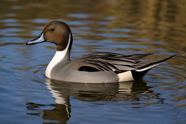 Free Duck Waterfowl photo and picture