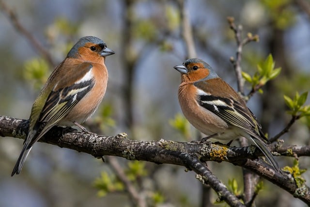 Free Chaffinch Birds photo and picture
