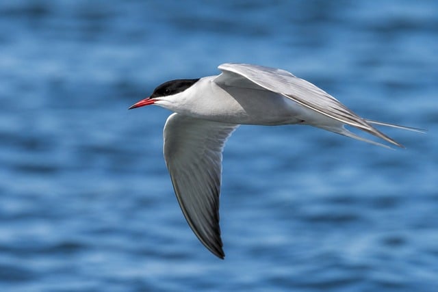 Free Bird Tern photo and picture