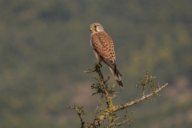 Free Bird Of Prey Kestrel photo and picture