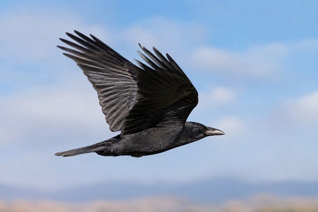 Free Crow Bird photo and picture