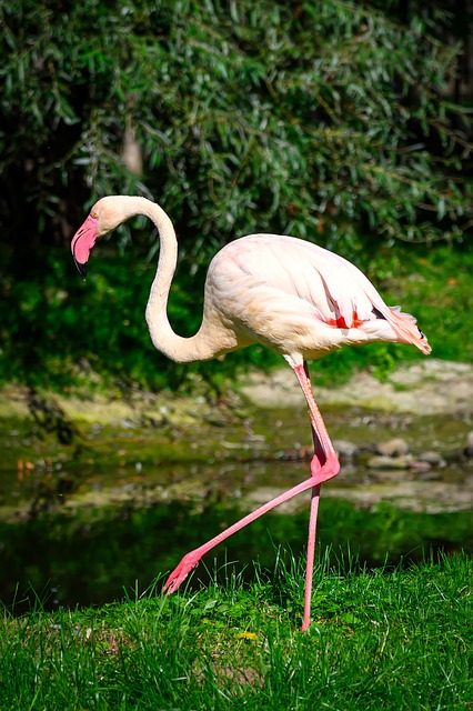 Plameňák, Zoo, Príroda, Vták, Ružová