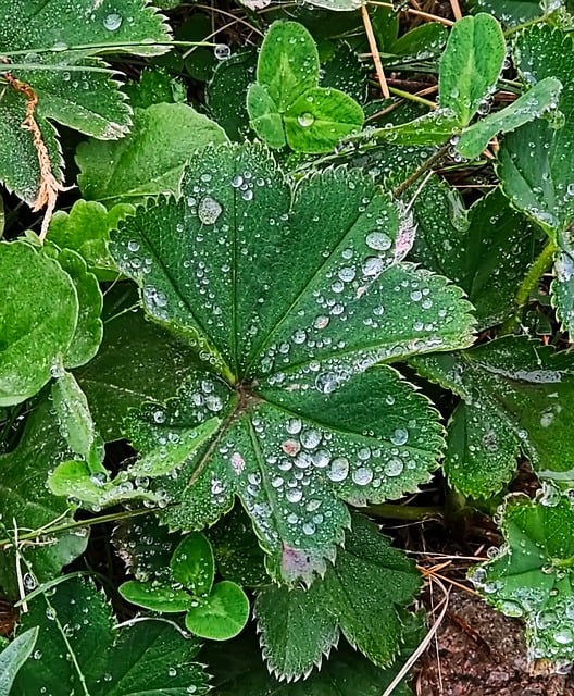 Folhas, Vegetação, Plantas, Grama