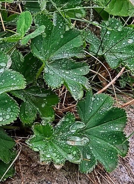 Gotas De Água, Folhas Verdes, Orvalho
