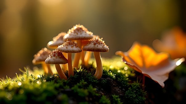 Free Nature Mushroom photo and picture