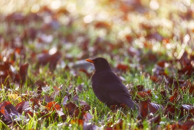 Free Autumn Nature photo and picture