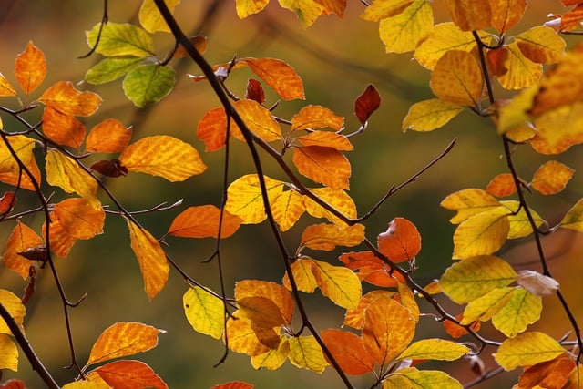 Free Autumn Leaves photo and picture