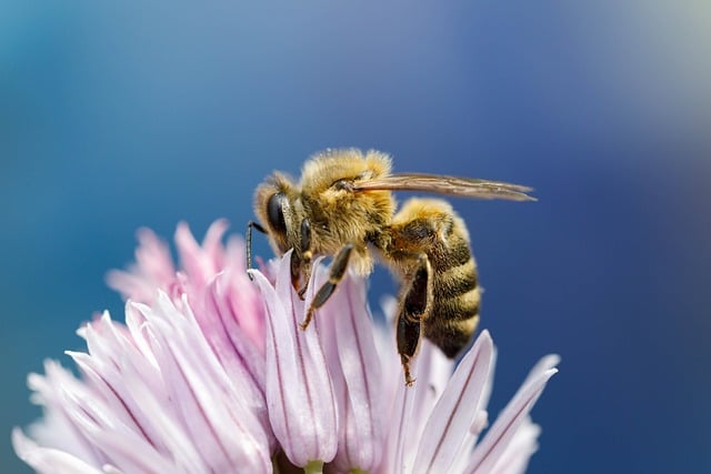 Free Nature Bee photo and picture