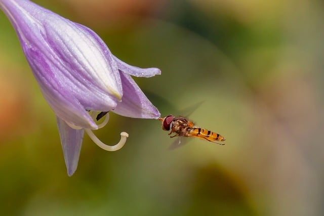Free Nature Insect photo and picture