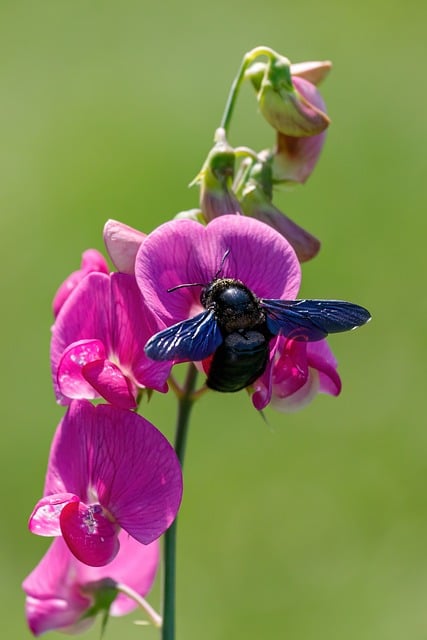 Free Nature Bee photo and picture