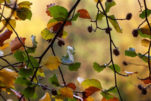 Free Autumn Forest photo and picture
