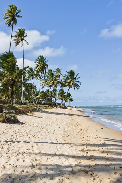 Strand, Sand, Hav, Palmetræ, Blå Himmel
