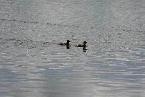 Kachny, Jezero, Zvířata, Ptáci, Příroda