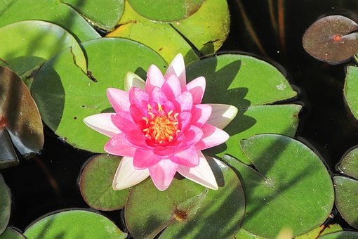 Nenúfar, Flor, Planta Acuática, Rosa