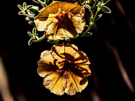 ดอกไม้, Petunia, Calibrachoa
