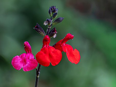 ดอกไม้, สีแดง, สีชมพู, แมโคร, สวน, โบเก้