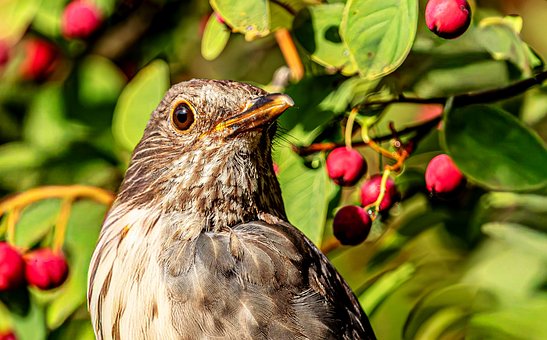 นกกางเขน, Turdus Merula, นก, ธรรมชาติ