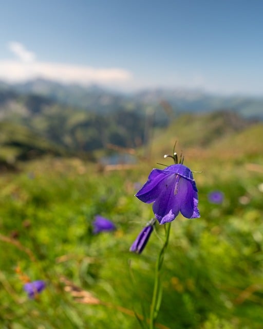 Free Bellflower Alps photo and picture