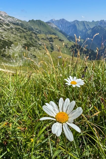 Free Daisy Nature photo and picture