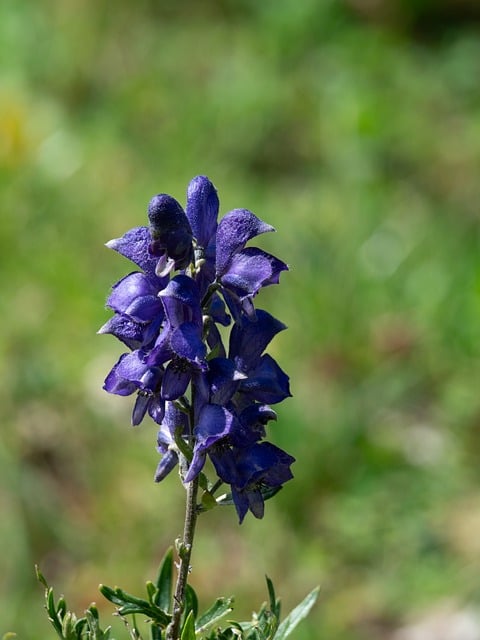 Free Nature Flower photo and picture