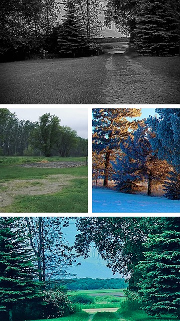 Collage, Ländlich, Landwirtschaft, Bäume