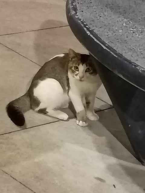 Katze, Streuner, Felis, Tier, Haustier