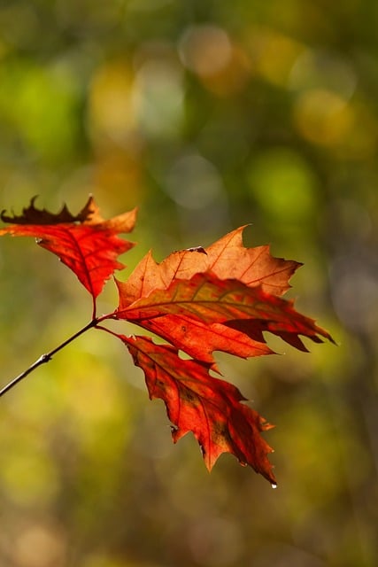 Free Autumn Leaves photo and picture