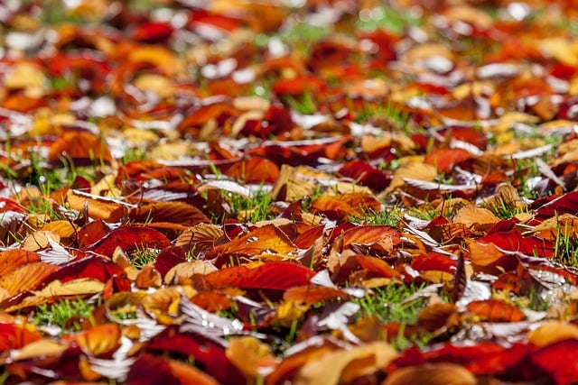 Free Autumn Leaves photo and picture