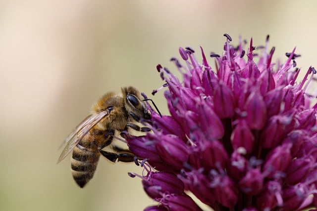Free Bee Flower photo and picture