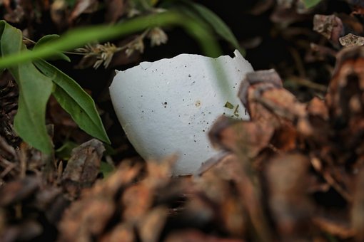 Free Eggshell Nature photo and picture
