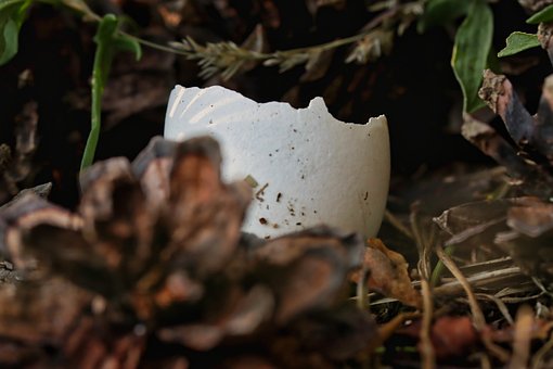 Free Eggshell Broken photo and picture
