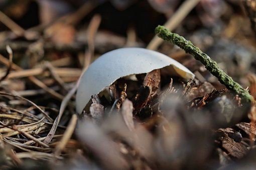 Free Eggshell Nature photo and picture
