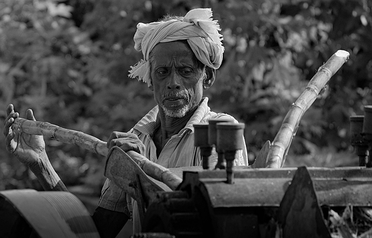Free Sugarcane Agriculture photo and picture