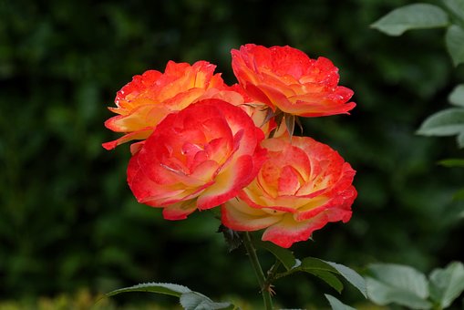 Rosa, Flor Do Jardim, Flor, Pétalas