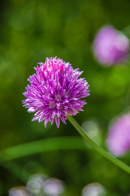 Free Chives Flower photo and picture