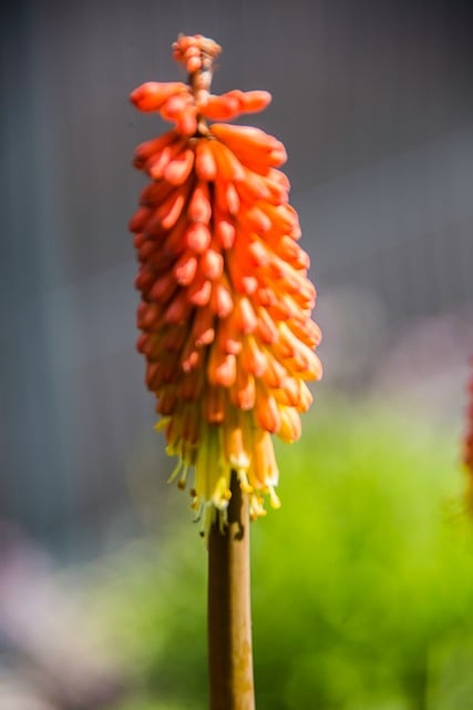 Free Kniphofia Tritom photo and picture