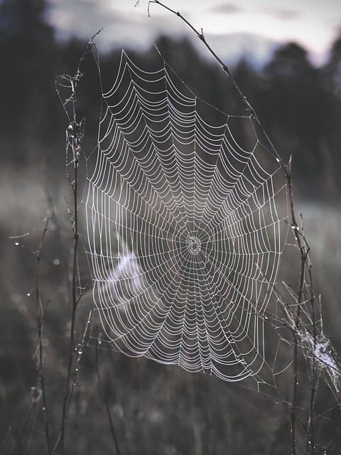 Free Spider Web Dew Drop photo and picture
