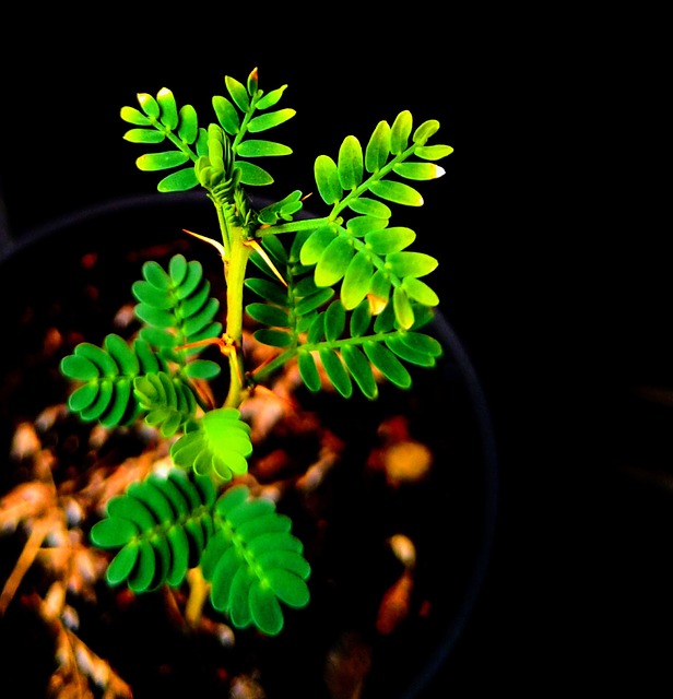 Free Plant Green photo and picture