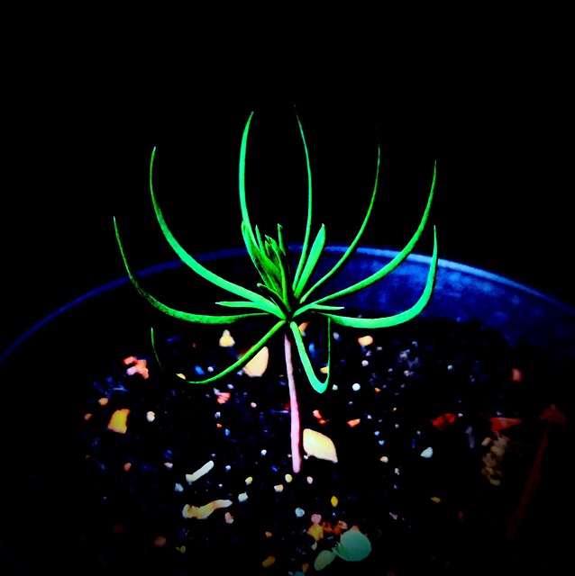 Free Plant Seedling photo and picture