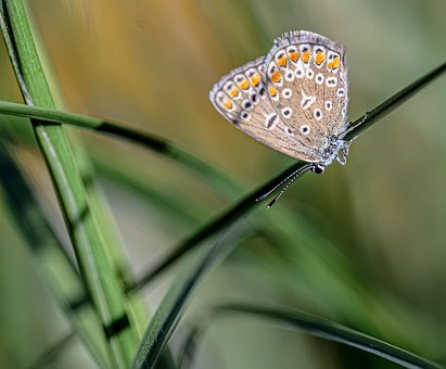 ผีเสื้อ, แมลง, Lycaenidae, มาโคร