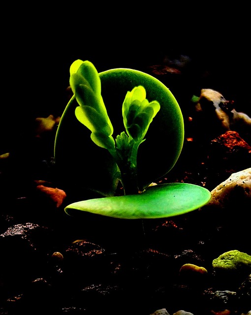 Free Plant Seedling photo and picture