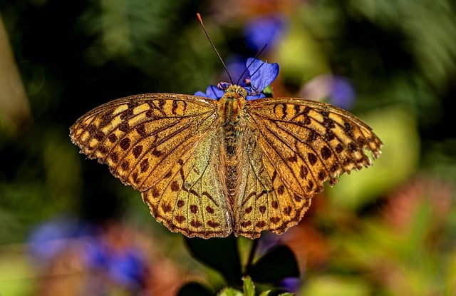 Free Butterfly Silver-Washed photo and picture